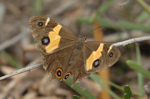 174 Swordgrass Brown, 2007-12119516b Sydney Bay NP, Manly, AU